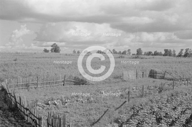 Bud Fields' garden, Hale County, Alabama, 1936. Creator: Walker Evans.