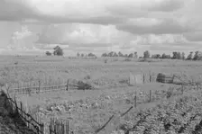 Bud Fields garden, Hale County, Alabama, 1936. Creator: Walker Evans