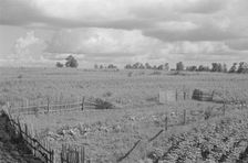 Bud Fields garden, Hale County, Alabama, 1936. Creator: Walker Evans
