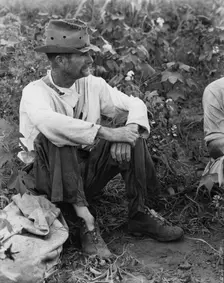 Bud Fields in his cotton patch, Hale County, Alabama, 1936. Creator: Walker Evans