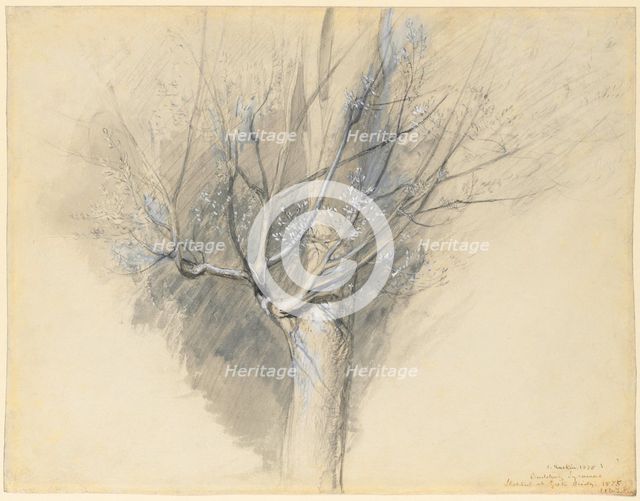 Budding Sycamore, c. 1876. Creator: John Ruskin (British, 1819-1900).