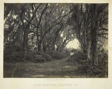 Buen-Ventura Savannah, Ga., 1866. Creator: George N. Barnard