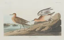 Buff-breasted Sandpiper, 1835. Creator: Robert Havell