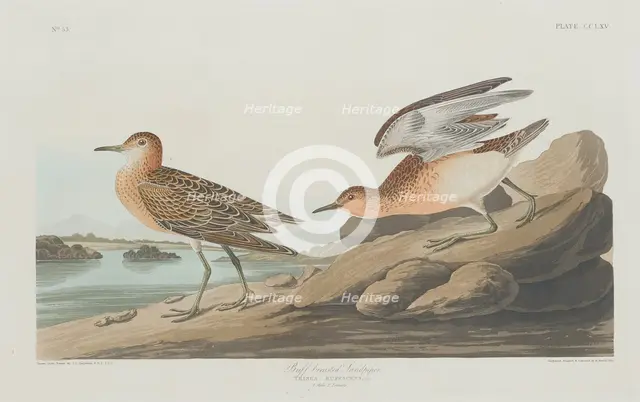 Buff-breasted Sandpiper, 1835. Creator: Robert Havell.
