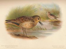 Buff-Breasted Sandpiper (Tringites rufescns), Bartram's Sandpiper (Bartramia longicauda) 1900, (1 Artist: Charles Whymper