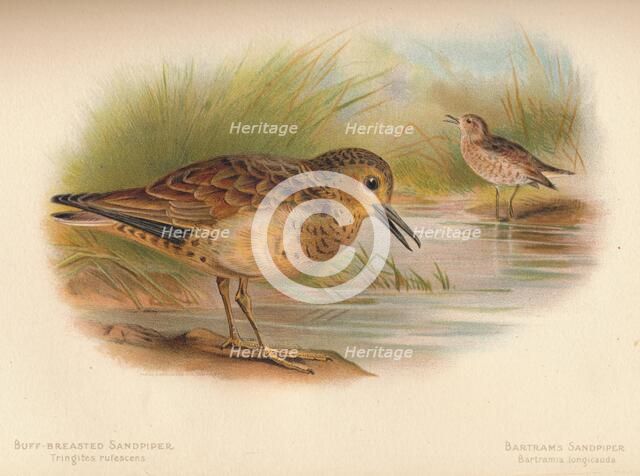 'Buff-Breasted Sandpiper (Tringites rufescns), Bartram's Sandpiper (Bartramia longicauda)', 1900, (1 Artist: Charles Whymper.