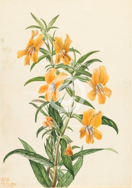Buff Monkeyflower (Diplacus longiflorus), 1926. Creator: Mary Vaux Walcott.