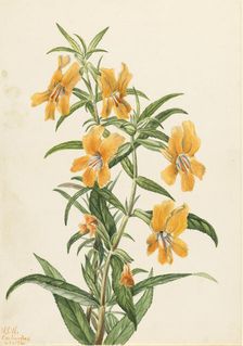 Buff Monkeyflower (Diplacus longiflorus), 1926. Creator: Mary Vaux Walcott
