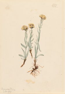 Buff Pussytoes (Antennaria luzuloides), 1917. Creator: Mary Vaux Walcott