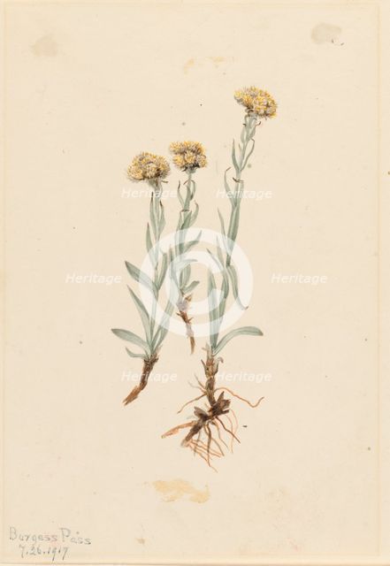 Buff Pussytoes (Antennaria luzuloides), 1917. Creator: Mary Vaux Walcott.
