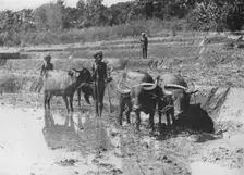Buffaloes Ploughing Paddy Fields c1890, (1910). Artist: Alfred William Amandus Plate