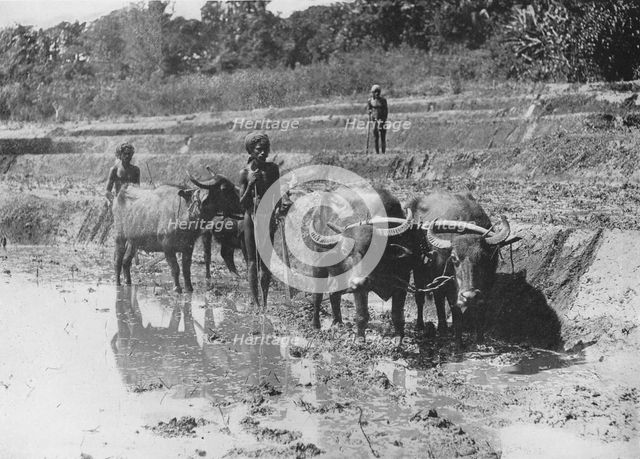 'Buffaloes Ploughing Paddy Fields', c1890, (1910). Artist: Alfred William Amandus Plate.