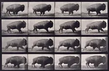 Buffalo, 1872-1885. Creator: Eadweard J Muybridge