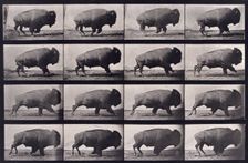 Buffalo, 1872-1885. Creator: Eadweard J Muybridge