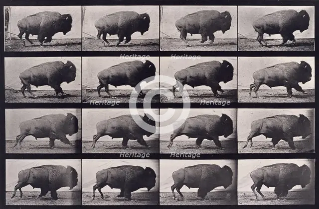 Buffalo, 1872-1885.  Creator: Eadweard J Muybridge.