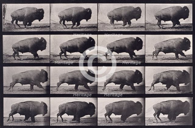 Buffalo, 1872-1885.  Creator: Eadweard J Muybridge.