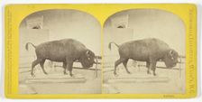 Buffalo, 1873. Creator: C. Seaver, Jr.