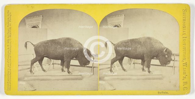 Buffalo, 1873. Creator: C. Seaver, Jr..