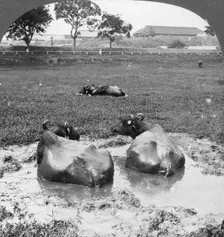 Buffalo wallow Burma, 1908. Artist: Stereo Travel Co
