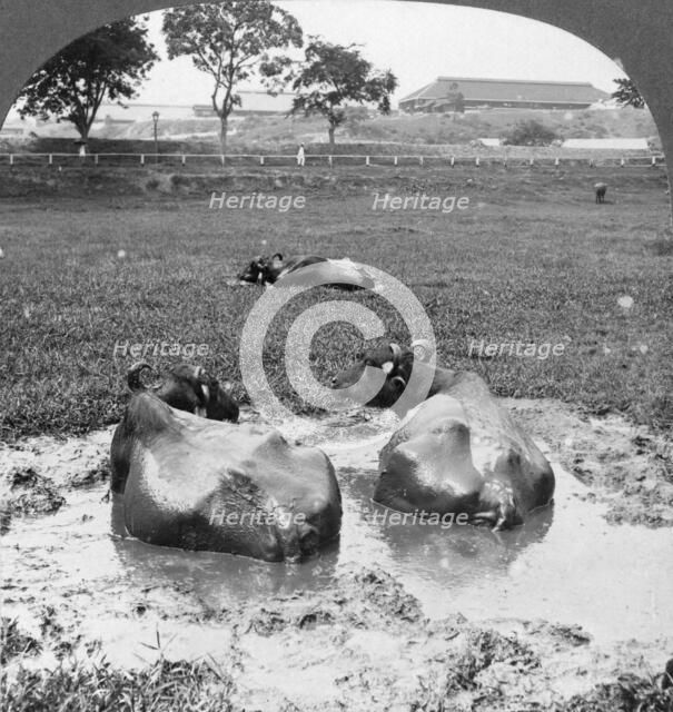 Buffalo 'wallow', Burma, 1908. Artist: Stereo Travel Co