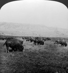 Buffalo, Yellowstone National Park, USA.Artist: HC White