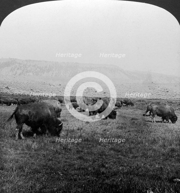 Buffalo, Yellowstone National Park, USA.Artist: HC White