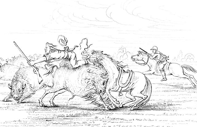 Buffalo attacking a cowboy on a horse, 1841.Artist: Myers and Co
