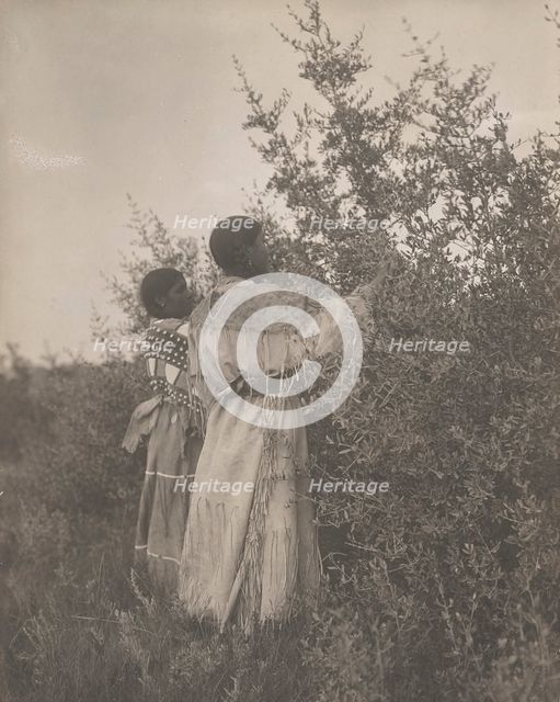 Buffalo berry gatherers-Mandan, c1908. Creator: Edward Sheriff Curtis.