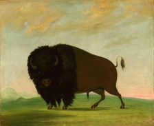 Buffalo Bull, Grazing on the Prairie, 1832-1833. Creator: George Catlin
