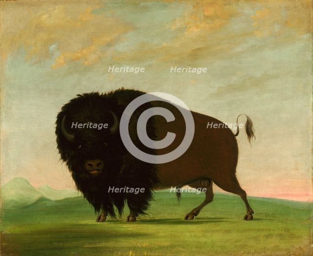 Buffalo Bull, Grazing on the Prairie, 1832-1833. Creator: George Catlin.