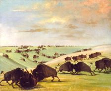 Buffalo Bulls Fighting in Running Season, Upper Missouri, 1837-1839. Creator: George Catlin