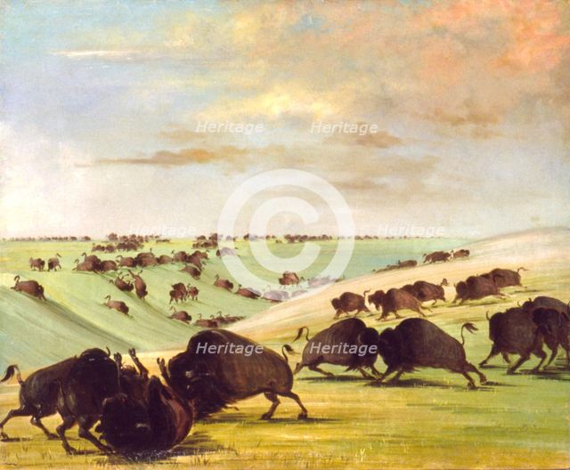 Buffalo Bulls Fighting in Running Season, Upper Missouri, 1837-1839. Creator: George Catlin.