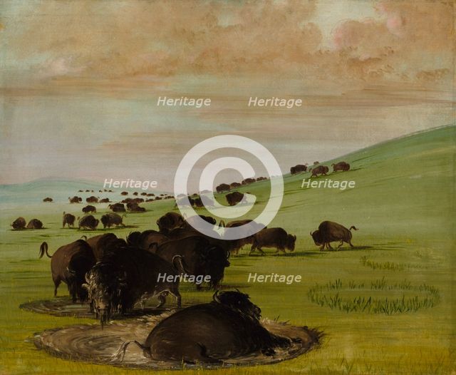 Buffalo Bulls in a Wallow, 1837-1839. Creator: George Catlin.