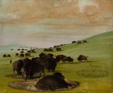 Buffalo Bulls in a Wallow, 1837-1839. Creator: George Catlin