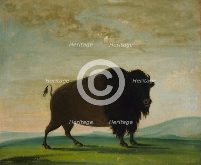 Buffalo Cow, Grazing on the Prairie, 1832-1833. Creator: George Catlin.