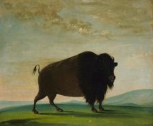 Buffalo Cow, Grazing on the Prairie, 1832-1833. Creator: George Catlin