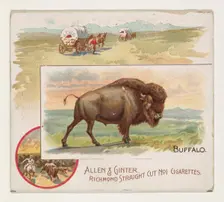 Buffalo, from Quadrupeds series (N41) for Allen & Ginter Cigarettes, 1890. Creator: Allen & Ginter