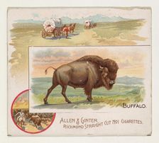 Buffalo, from Quadrupeds series (N41) for Allen & Ginter Cigarettes, 1890. Creator: Allen & Ginter