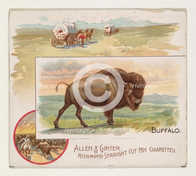 Buffalo, from Quadrupeds series (N41) for Allen & Ginter Cigarettes, 1890. Creator: Allen & Ginter.