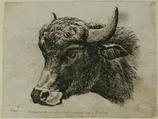Buffalo Head Facing Left, from Die Zweite Thierfolge, 1799/1803. Creator: Johann Christian Reinhart