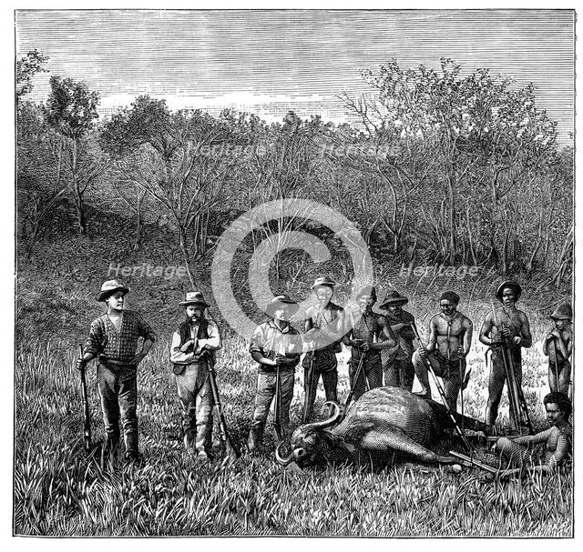 Buffalo hunters in the Transvaal, South Africa, c1890. Artist: Unknown