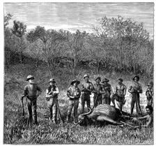 Buffalo hunters in the Transvaal, South Africa, c1890