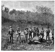 Buffalo hunters in the Transvaal, South Africa, c1890