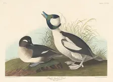 Buffel-headed Duck, 1836. Creator: Robert Havell