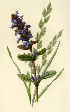 Bugle & Tall Fescue Grass 1877. Creator: Frederick Edward Hulme