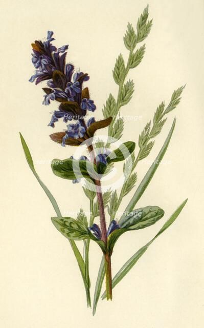 'Bugle & Tall Fescue Grass', 1877. Creator: Frederick Edward Hulme.