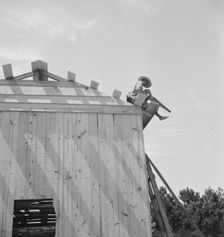 Building barn for tobacco, near Chapel Hill, North Carolina, 1939. Creator: Dorothea Lange