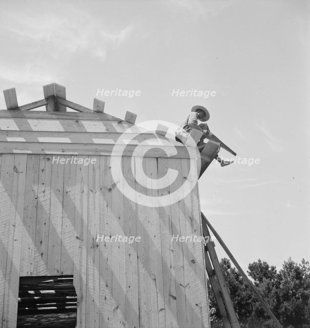 Building barn for tobacco, near Chapel Hill, North Carolina, 1939. Creator: Dorothea Lange.