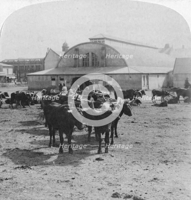 Building in which prisoners of war were tried, Pretoria, South Africa, Boer War, 1901. Artist: Underwood & Underwood