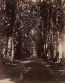 Buitenzorg Allie, Java, 1860s-70s. Creator: Unknown